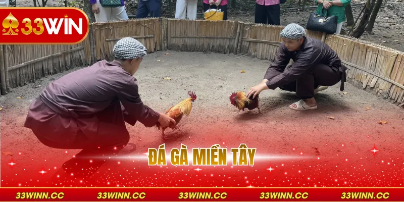 Đá Gà Miền Tây - Trận Hùng Kê Đỉnh Cao Tại Việt Nam